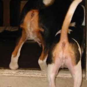 beagle_butts