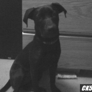 roxy