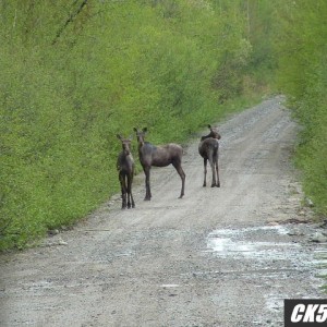 mini moose!