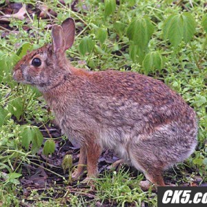 wabbit1