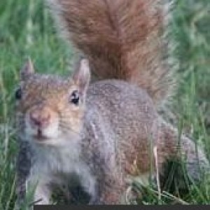 squirrely 1