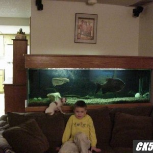 devil teaches a huahua to fish