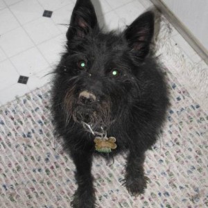Skip_Dog