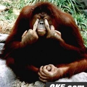 Monkey