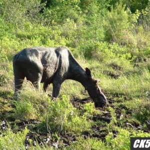 Moose