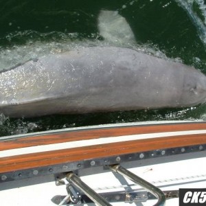 Friendly Whale
