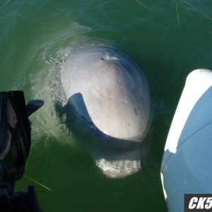 Whale