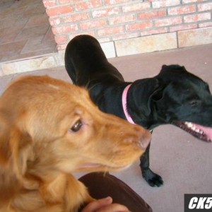 shiloh and roxy