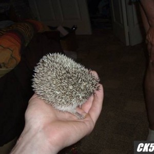 New baby hedgie