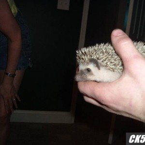 New baby hedgie