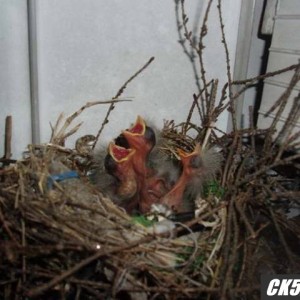 Birds
