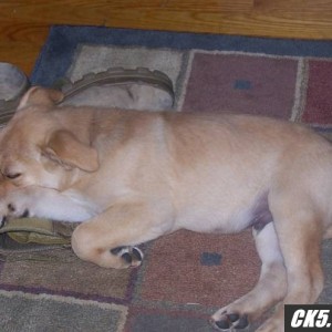 The Dog