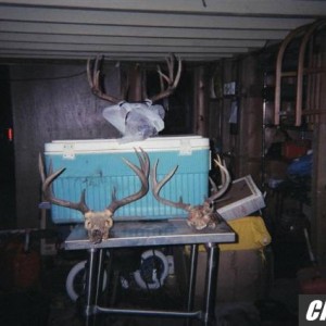 DEER PICS