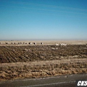 antelope