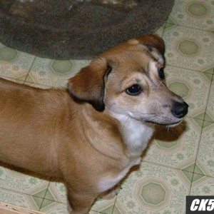 Sammy