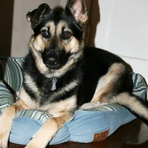 Gracie-01