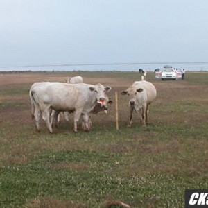 Locals_1