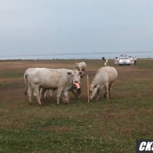 Locals_2