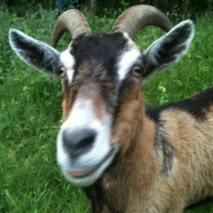 goat1