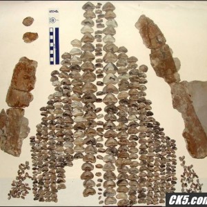 UpperJaw03