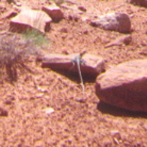 Lizard locked in 4 leg low on the Steel Bender trail