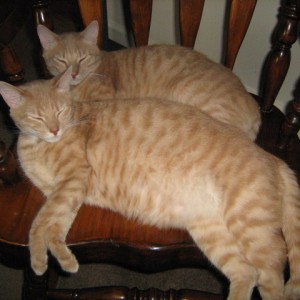 cats