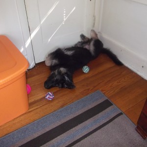 puplife
