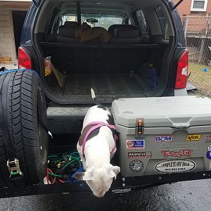 doggy step