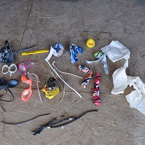 Pack rat theft