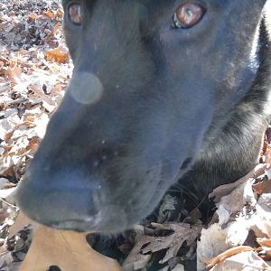 Dog Close