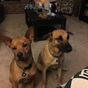 Pups