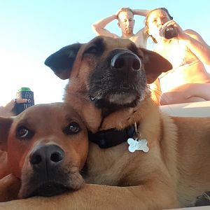 Boat k9’s