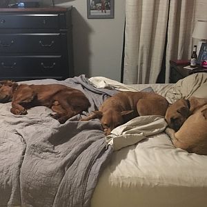 Puppers