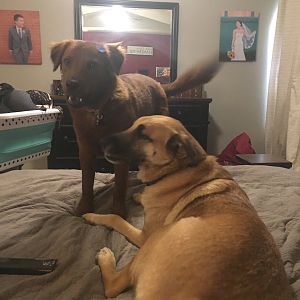 Shiner and Sadie