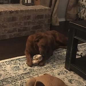 Rawhide
