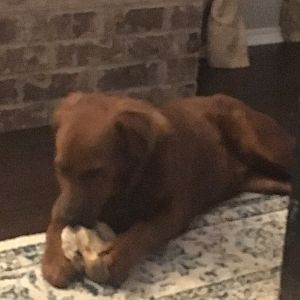 Rawhide