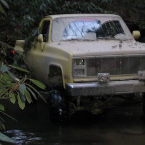 Hiding among the trees