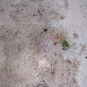 Trans Fluid Leak
