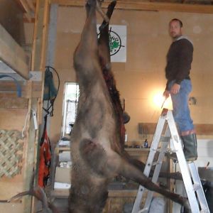 85GMCJD..elkasaurus, not huge antlers but really big body...He was old but tasted great and tender too..and no im not that short im 5'10"