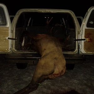 More hunting duty for my super wierd 3 antlered bull elk