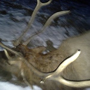 3 antlers...Damage when young?