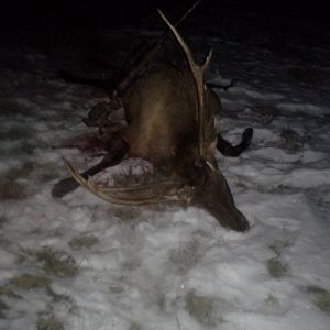 bit of a freak, but still tasted good.  Shot him at 894Yards with my 338 Lapua Mag and 300 gr Scenar