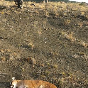 A mountian lion that woke me up from my mid afternoon snooze at 15 ft. he didnt make it. Fish and Wildlife gave me a free pass on him