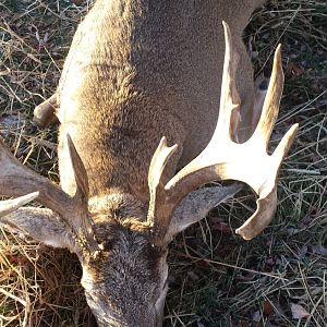 this buck has serious mass 6 circumferences over 7 6/8