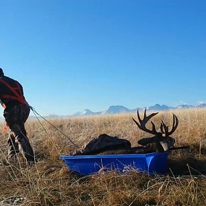 frosty grass and a calf sled made the drag easy