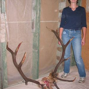 pretty nice bull.  My wife is 5'7" for scale