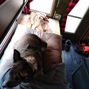 Doggo waking up