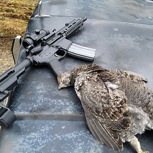 Grouse