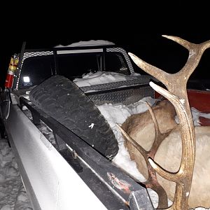 Nice to see an elk in his k20. He really wanted to haul his first elk in his truck