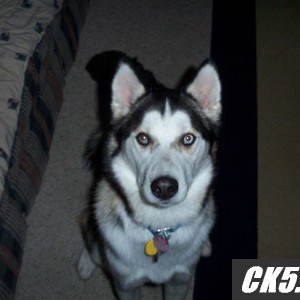 loki